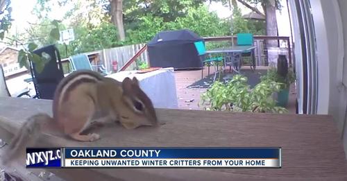 How to keep unwanted winter critters away from your home